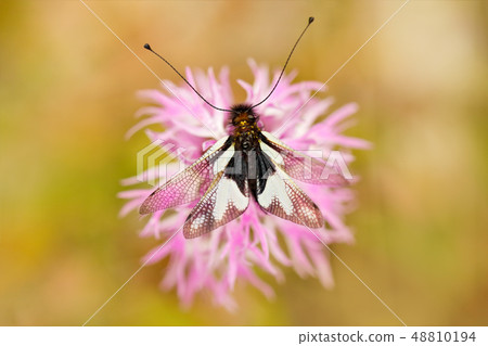 Owlflies, Libelloides lacteus, Gargano in Italy Owlflies, Libelloides lacteus, Gargano in Italy 48810194