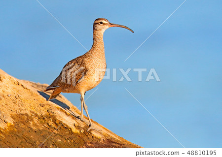 Whimbrel, Numenius phaeopus by the green water Whimbrel, Numenius phaeopus by the green water 48810195