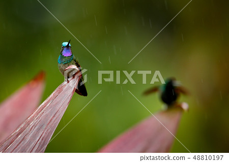 Purple-throated Mountain-gem, from Costa Rica. Purple-throated Mountain-gem, from Costa Rica. 48810197