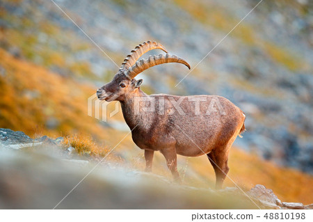 Alpine Ibex, Capra ibex, in nature habitat. Alpine Ibex, Capra ibex, in nature habitat. 48810198