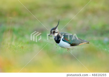 Northern Lapwing, Vanellus vanellus on the meadow 48810203