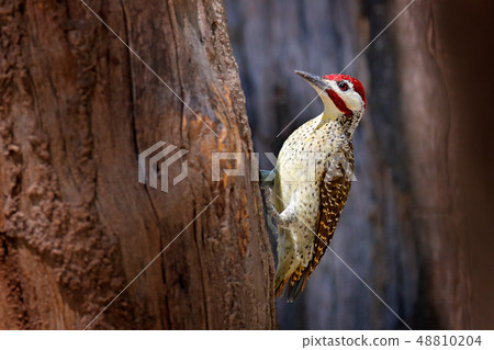 Campethera scriptoricauda, on tree trunk Campethera scriptoricauda, on tree trunk 48810204