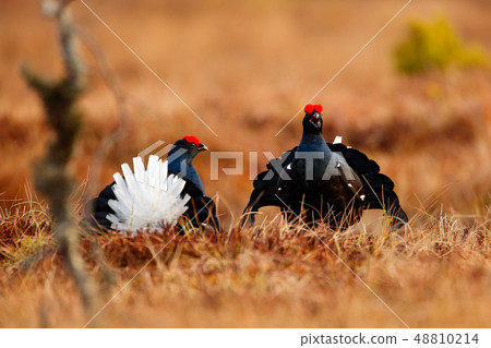 Black grouse on the bog meadow. Black grouse on the bog meadow. 48810214