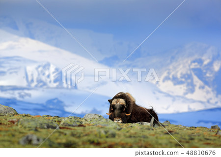 Musk Ox, Ovibos moschatus, with mountain 48810676