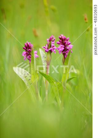 Broad-leaved Marsh Orchid on the meadow 48810693