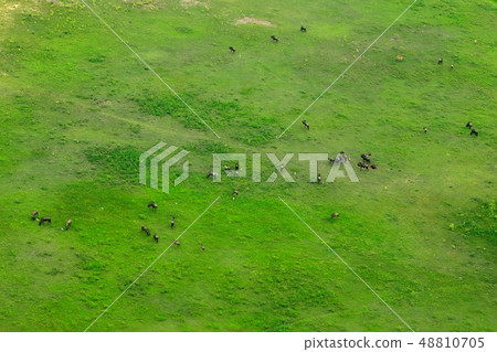 Wildebeest in aerial landscape in Okavango delta 48810705