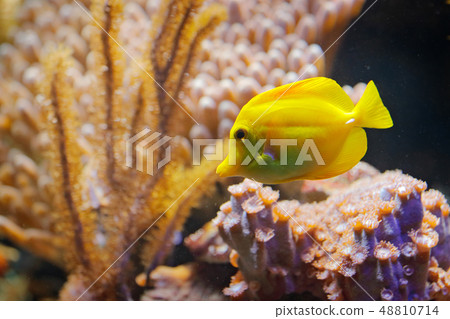 Zebrasoma flavenscens, Yellow tang reef fish 48810714