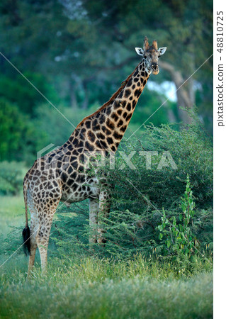 Young Giraffe and morning sunrise. Young Giraffe and morning sunrise. 48810725