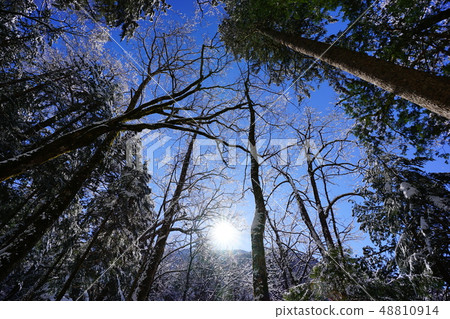 Forest zone and the sun of the Kitazawa cape 48810914