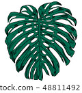 Vector illustration with tropical monstera leaves exotic jungle 48811492