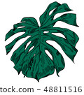 Vector illustration with tropical monstera leaves exotic jungle 48811516
