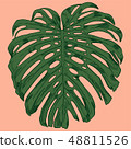 Vector illustration with tropical monstera leaves exotic jungle 48811526