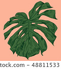 Vector illustration with tropical monstera leaves exotic jungle 48811533