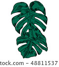 Vector illustration with tropical monstera leaves exotic jungle 48811537