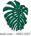 Vector illustration with tropical monstera leaves exotic jungle 48811567