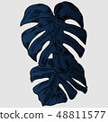 Vector illustration with tropical monstera leaves exotic jungle 48811577