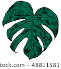 Vector illustration with tropical monstera leaves exotic jungle 48811581