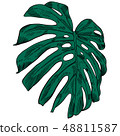 Vector illustration with tropical monstera leaves exotic jungle 48811587