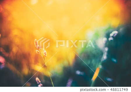 Summer Grass Meadow Close-Up With Bright Sunlight. Sunny Spring Background.  48811749