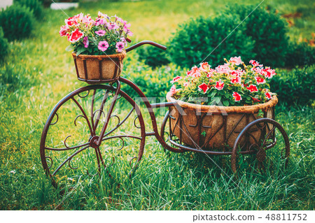Decorative Vintage Model Old Bicycle Equipped Basket Flowers Garden 48811752