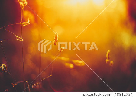 Autumn Grass Meadow Close-Up With Bright Sunlight. Sunny Spring Background. Yellow And Orange Colors 48811754