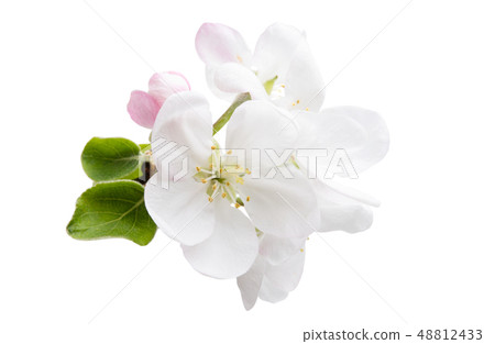apple flower isolated 48812433