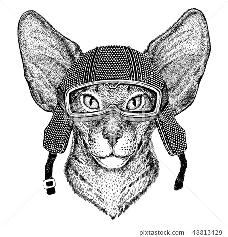 Animal wearing motorycle helmet. Image for kindergarten children clothing, kids. T-shirt, tattoo 48813429
