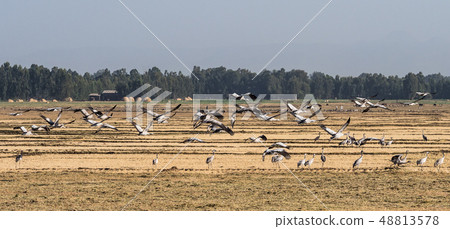 A flock of ethiopian cranes in flight. Seen in Bahir Dar, Ethiopia 48813578