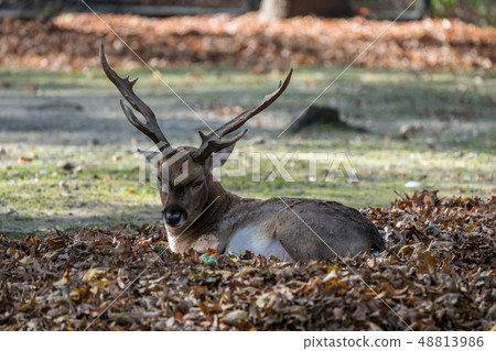 The fallow deer, Dama dama is a ruminant mammal 48813986