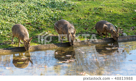 Patagonian Mara, Dolichotis patagonum are large relatives of guinea pigs 48813988