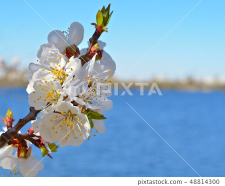 Blooming apricot against the blue sky. 48814300