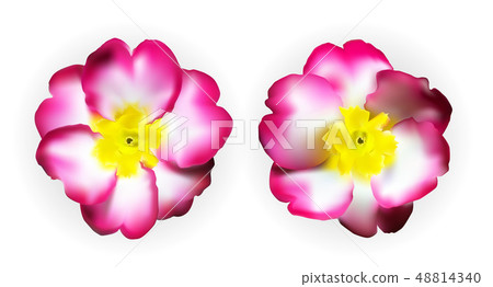 Colorful naturalistic pink white yellow primula Colorful naturalistic pink white yellow primula 48814340
