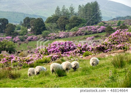 Rhododendron growing in the Vee valley in Ireland. Rhododendron growing in the Vee valley in Ireland. 48814664