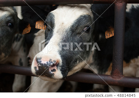 Outdoors portrait of cow's face with wet nose, eco farming concept Outdoors portrait of cow's face with wet nose, eco farming concept 48814845