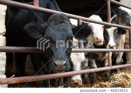 Black and white cow with wet nose looking at the camera with interest, eco farming concept Black and white cow with wet nose looking at the camera with interest, eco farming concept 48814853