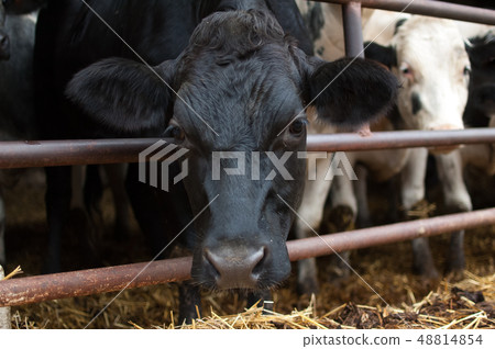 Portrait of two black and white cows in the lair, eco farming concept 48814854