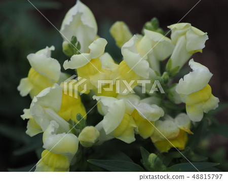  White flower 48815797