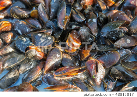 Mussel Background Images, HD Pictures and Wallpaper For Free Download |  Pngtree