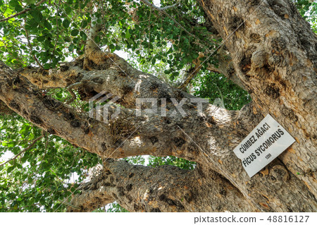 Sign Ficus Sycomorus, the oldest tree, Cyprus Sign Ficus Sycomorus, the oldest tree, Cyprus 48816127