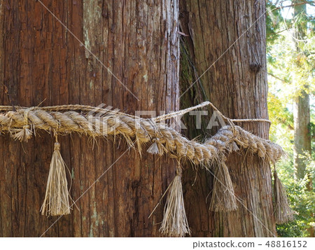 Shenmu Shenmu 48816152