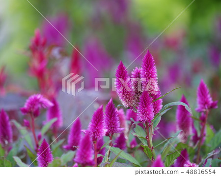 Strawberry candle 48816554