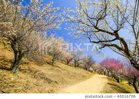 The white plume promenade 48816706