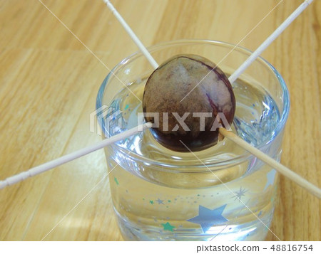 Hydroponic culture of avocado seeds Hydroponic culture of avocado seeds 48816754