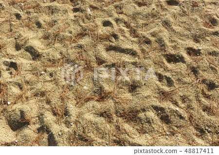 Sandy beach with fallen pine leaves Sandy beach with fallen pine leaves 48817411