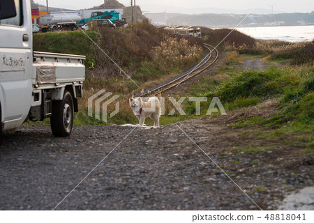 受歡迎的津輕 受歡迎的津輕 48818041