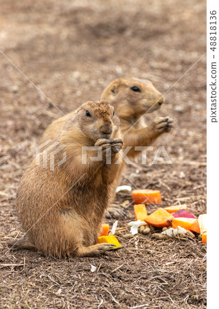 草原土撥鼠肖像 草原土撥鼠肖像 48818136