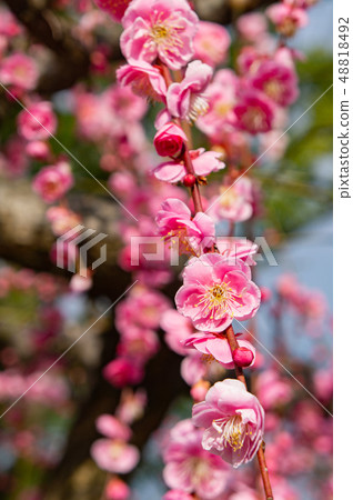 Plum blossoms of Dazaifu Tenmangu 48818492