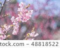 Kawazu cherry tree 48818522