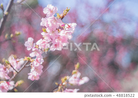 Kawazu cherry tree Kawazu cherry tree 48818522