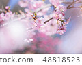 Kawazu cherry tree 48818523